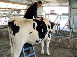 Cows 1
